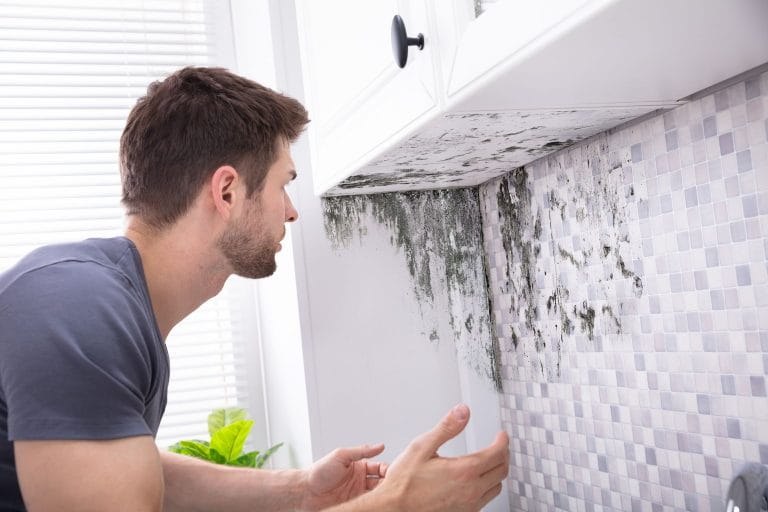 Mould at home: what it is and how to remove it